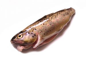 Pastrva Pastrva