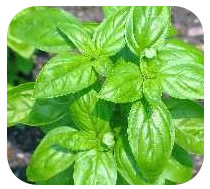 lat. Osimum basilicum