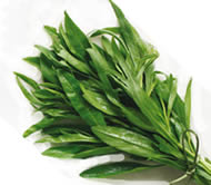 Artemisia dracunculus Artemisia dracunculus