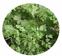 Anthriscus cerefolium Anthriscus cerefolium