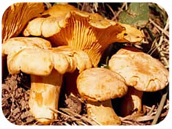 Cantharellus cibarius Cantharellus cibarius