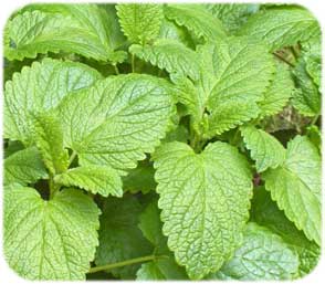 Melissa officinalis matičnjak