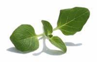 Origano Origano