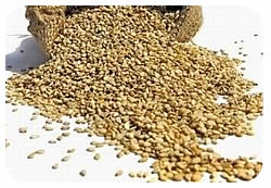 sesame