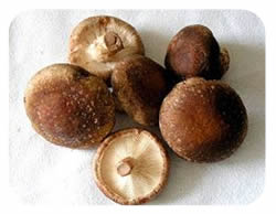 shiitake gljive