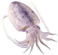 cuttlefish