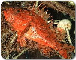 skarpina skarpina