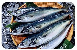 mackerel mackerel