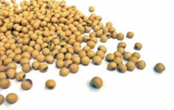 soyabean soyabean