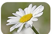 daisy daisy