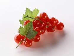 cranberry cranberry
